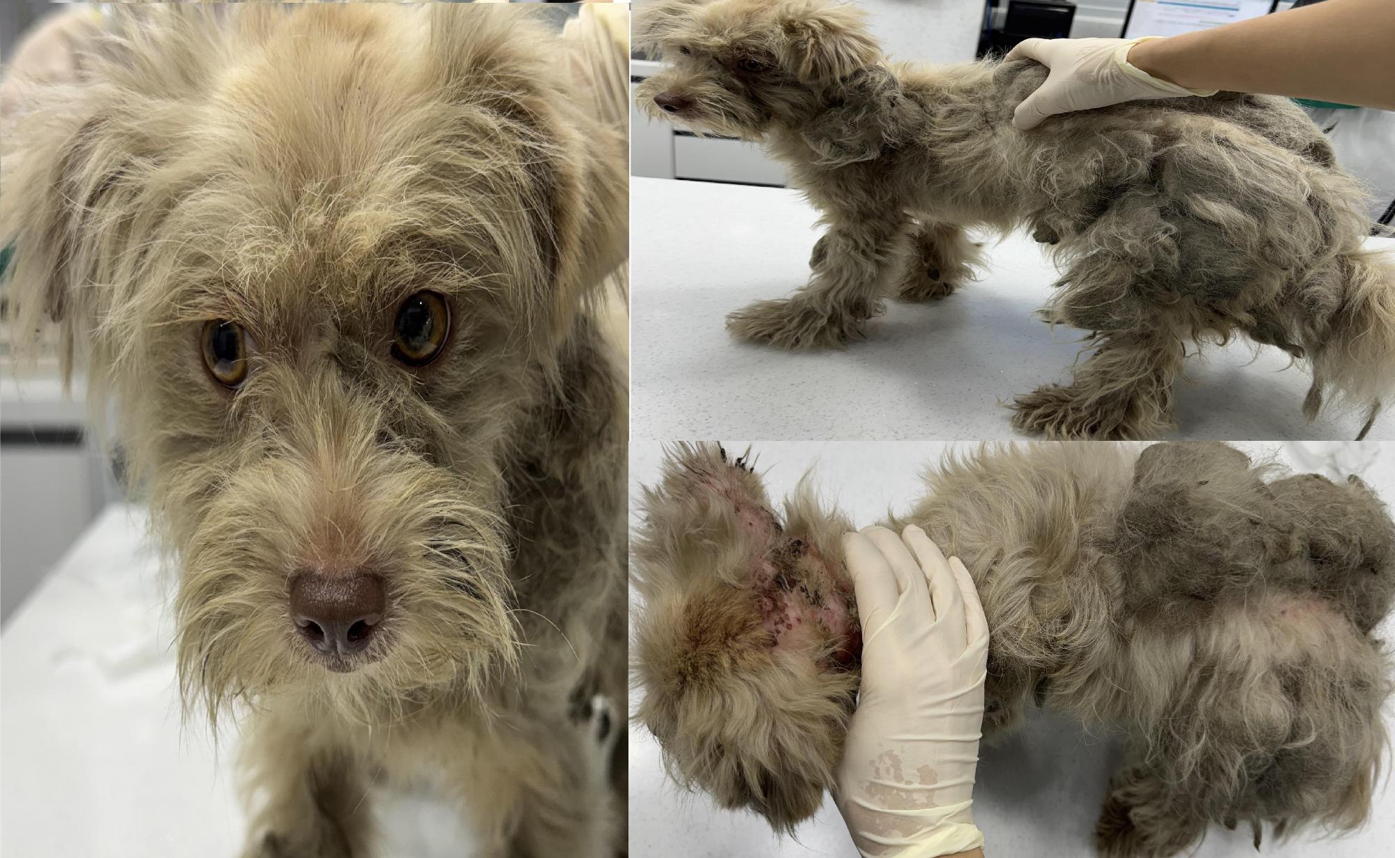 보호중 믹스견의 가…